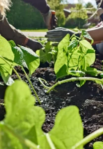 Gottsunda plantering 2025-05-27 (1)